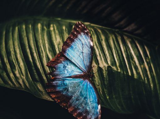 Profound Transformation