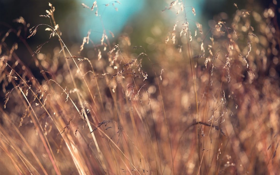 Field of Dreams
