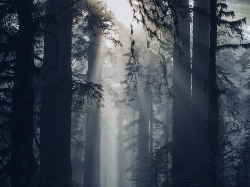 Truth is your Compass