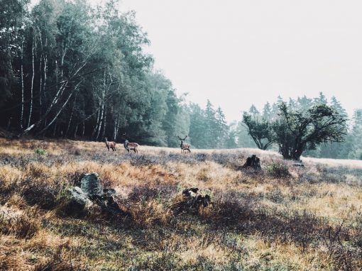 To Live Honestly & Authentically