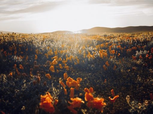 Trust in the Unknown