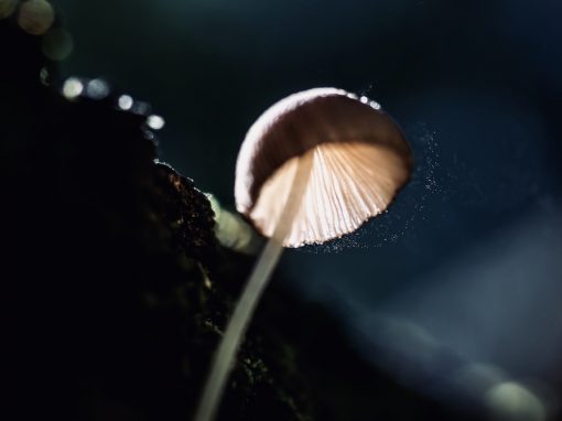 Hope in a Dying World