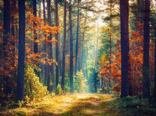 Sanctuary of the Soul