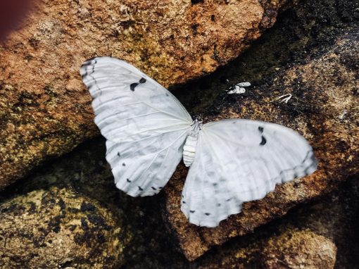 Breathe into the New