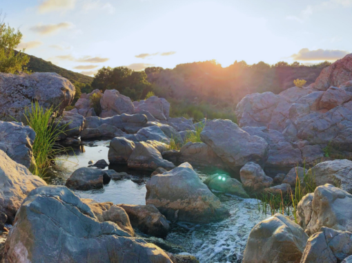 Into Healing & Wisdom