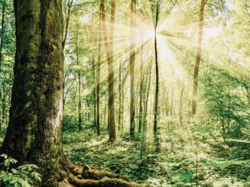 Restoring Connection to the Earth