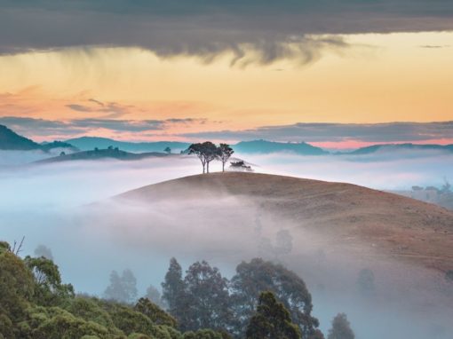 A New Reverence for All of Life