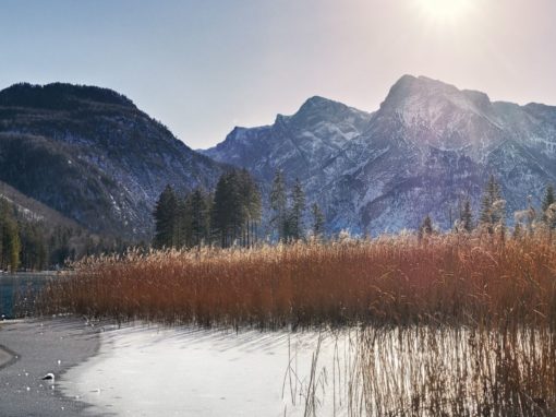 Cultivate Compassion