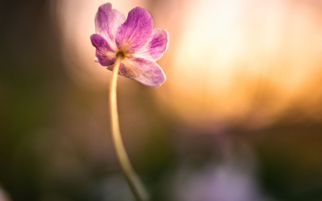 Why Life No Longer Feels Like It Used To