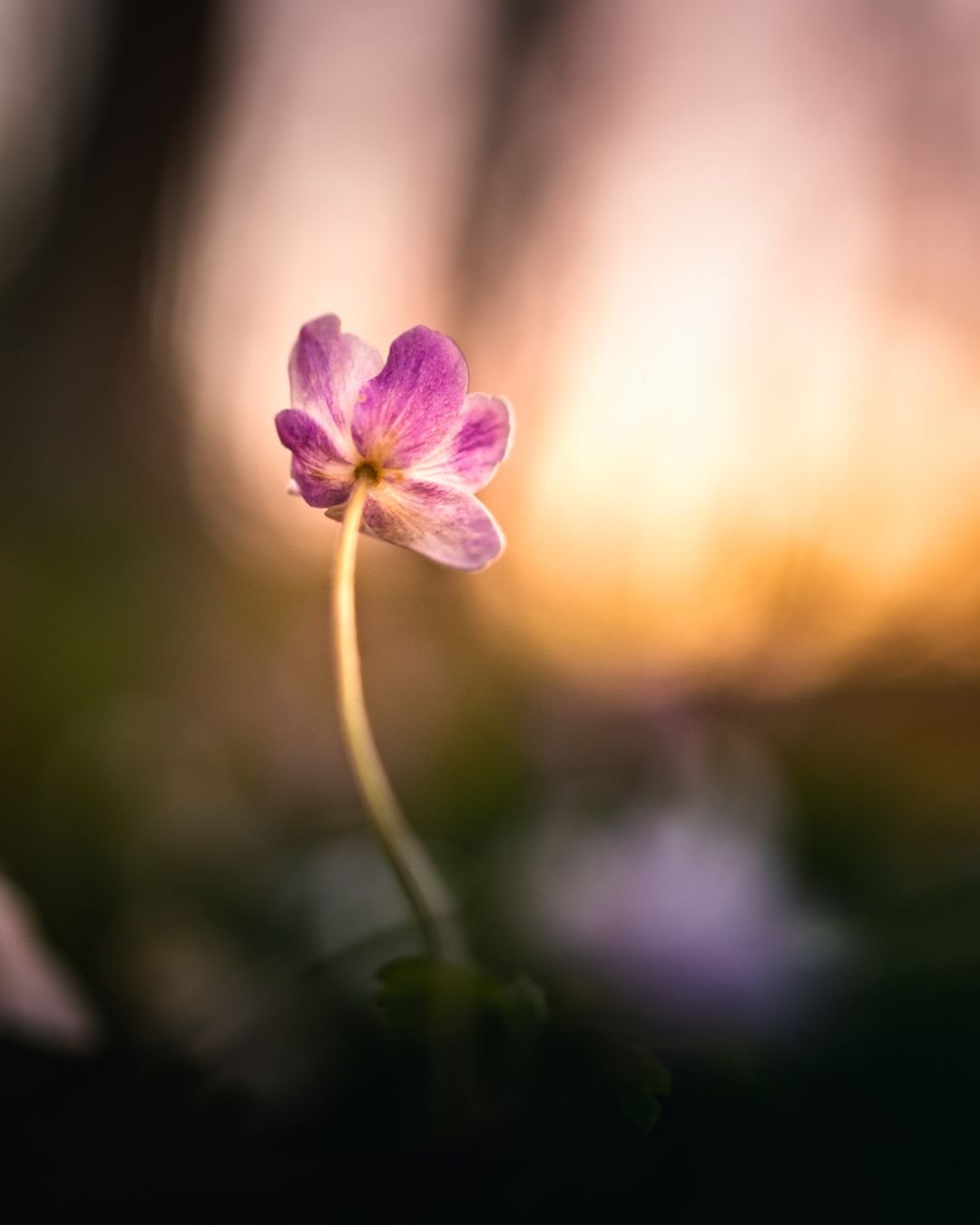 single flower
